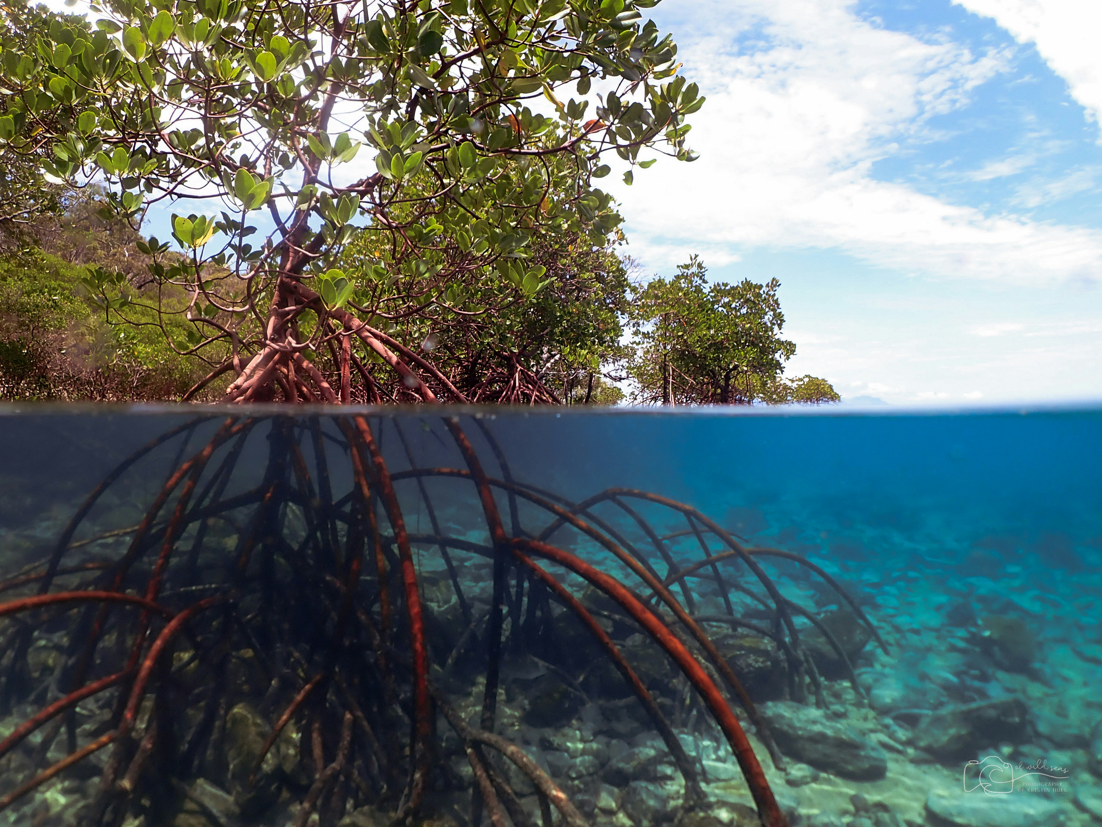 Imagens de Manguezais